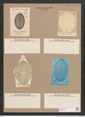 Navicula praetexta Ehr. (de-Toni-Nr.: Genus 1, Species 362) Zeichnungen Sammlung Grunow Nr. 808 (NHMW-BOT-W0367233)